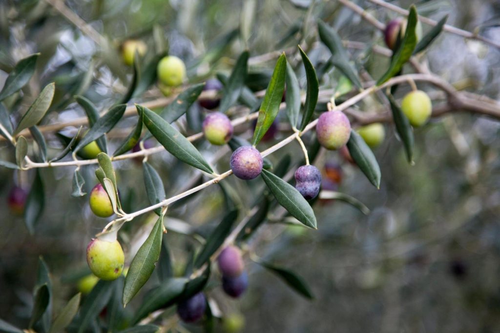 Alela – oljčno olje