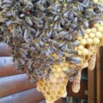 Čebelarstvo Ukovič