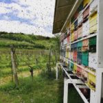 Čebelarstvo Boštjančič