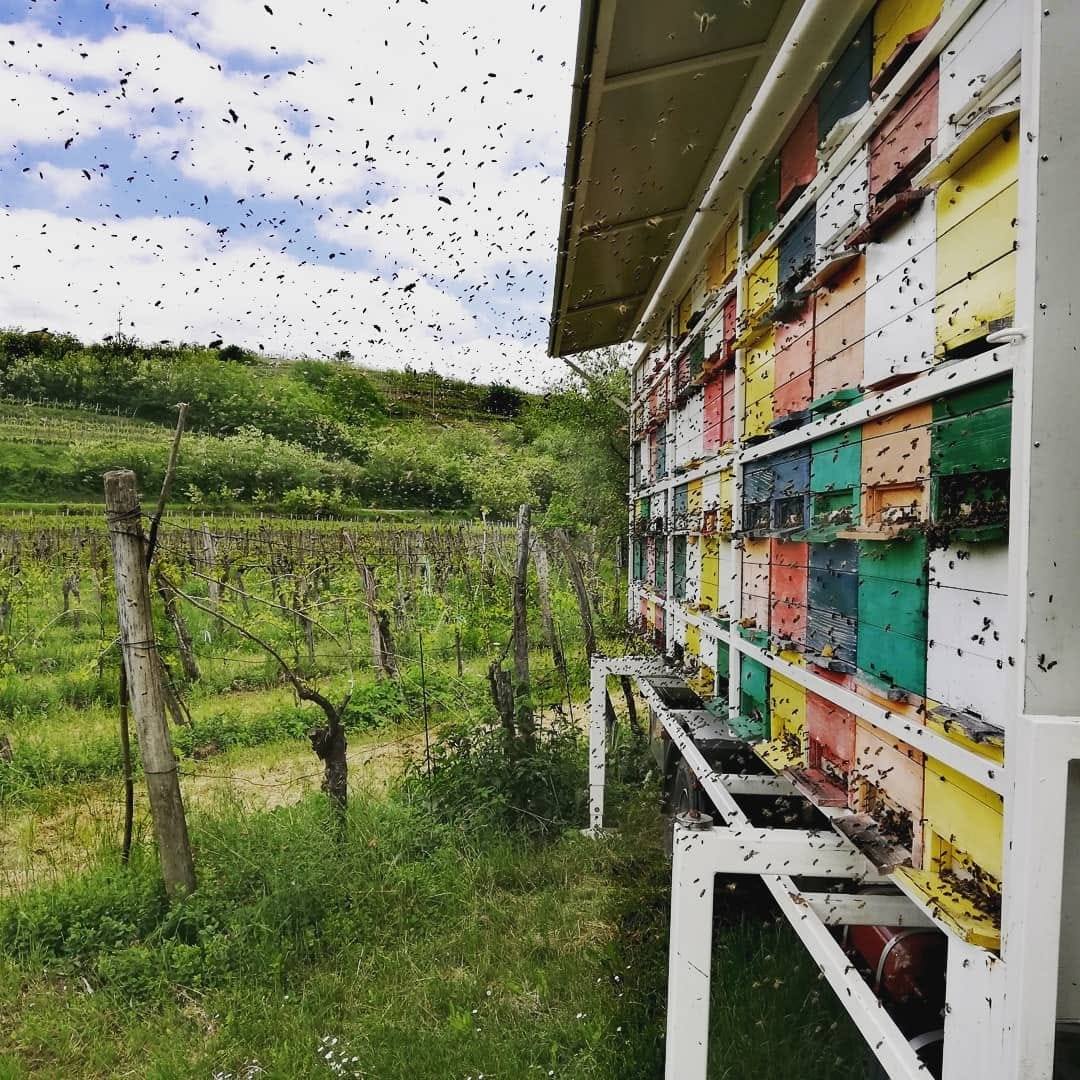 Čebelarstvo Boštjančič