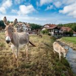 Eko kmetija Hudičevec